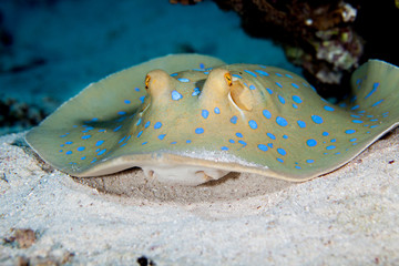 bluespotted stingray, Neotrygon kuhlii, Dasyatis kuhlii, also known as bluespotted maskray or...