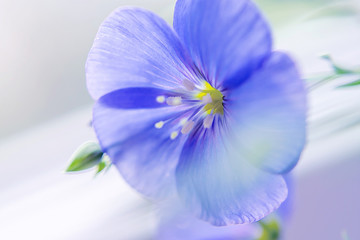 beautiful delicate blue flower with transparent petals on a light background
