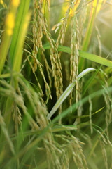 Close up of paddy or rice plant with selective focus