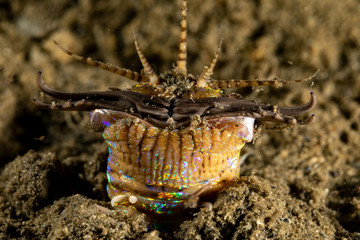 Bobbit(t) worm or sand striker) is an aquatic predatory polychaete worm dwelling at the ocean floor, Eunice aphroditois