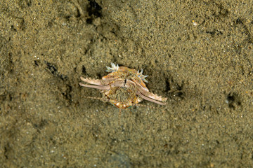 Bobbit(t) worm or sand striker) is an aquatic predatory polychaete worm dwelling at the ocean floor, Eunice aphroditois