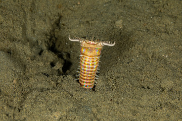 Bobbit(t) worm or sand striker) is an aquatic predatory polychaete worm dwelling at the ocean floor, Eunice aphroditois