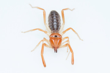 Camel spider