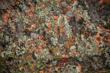 lichen on rock