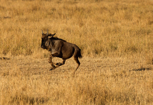 Wildebeest Running For Life After A Chase From Cheetahs, Masai Mara, Kenya