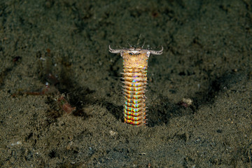 Bobbit(t) worm or sand striker) is an aquatic predatory polychaete worm dwelling at the ocean floor, Eunice aphroditois