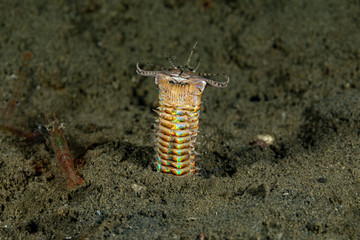 Bobbit(t) worm or sand striker) is an aquatic predatory polychaete worm dwelling at the ocean floor, Eunice aphroditois