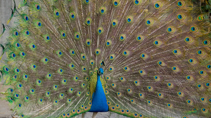 Obraz premium peacock feathers with huge open. Peacock feathers tail. Peacock feathers closeup. Peacock tail feathers. Peacock feathers background