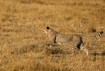 Cheetah in full speed while chasing a Wildebeest, Masai Mara, Kenya