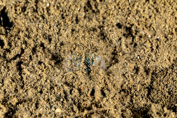 Bobtail squid (order Sepiolida) are a group of cephalopods closely related to cuttlefish