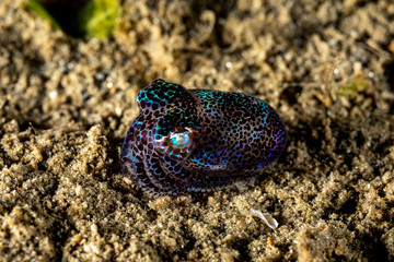 Bobtail squid (order Sepiolida) are a group of cephalopods closely related to cuttlefish