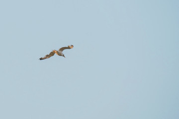 Seagull flying in the sky