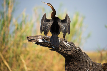African Darter