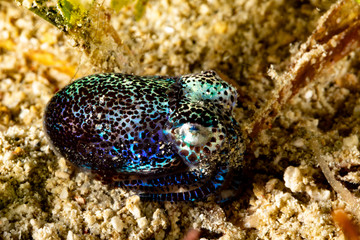 Bobtail squid (order Sepiolida) are a group of cephalopods closely related to cuttlefish