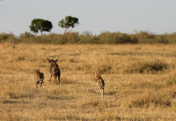 Cheetahs hunting a wildebeest at Masai Mara, Kenya
