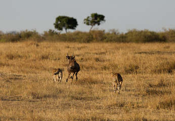 Fototapeta na wymiar Cheetahs hunting a wildebeest at Masai Mara, Kenya
