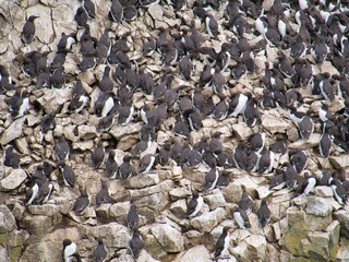 Guillemot colony at Stack Rocks / Creigiau Elegig, near Castlemartin, Pembrokeshire, Wales, UK