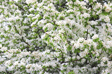 Search photos spring garden
