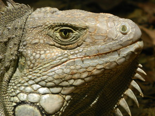 Iguana