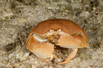 Giant Box crab eating sea urchin,Shame-faced crab,, Calappa calappa