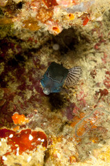 Reticulate boxfish, Ostracion solorensis