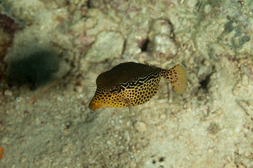 Reticulate boxfish, Ostracion solorensis