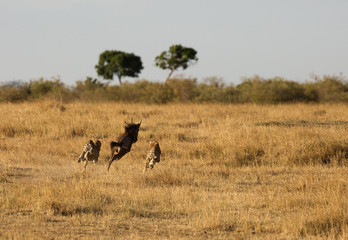 Cheetahs hunting a wildebeest at Masai Mara, Kenya