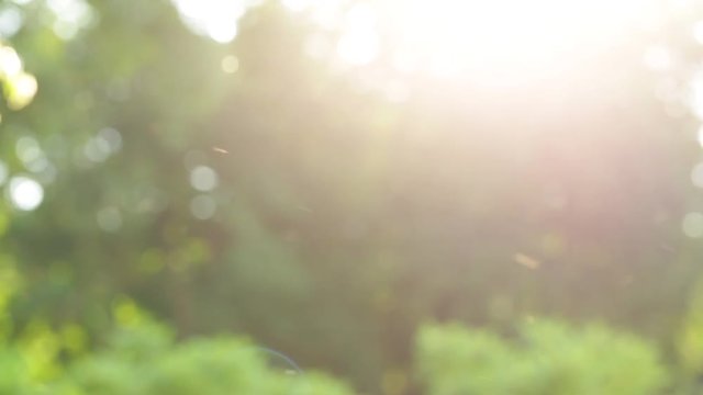 Sunny sunset beautiful nature video background of flying poplar pollen and plenty of insects in air isolated on green trees background.