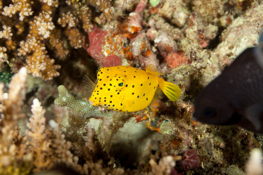 Juvenile Yellow boxfish, Ostracion cubicus