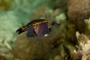 White-spotted Boxfish, Ostracion meleagris