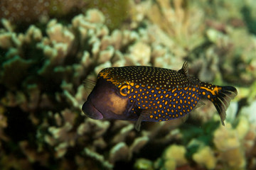 White-spotted Boxfish, Ostracion meleagris