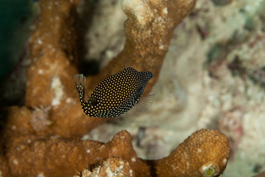 Juvenile White-spotted Boxfish, Ostracion meleagris