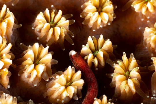 Braun's pughead pipefish in his coral, Bulbonaricus brauni is a species of marine fish of the family Syngnathidae