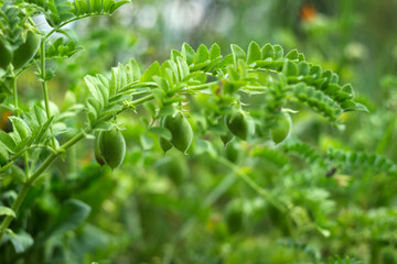 Chickpea (Cicer arietinum) - leguminous legume plant grows in the garden. Green pods, useful plant. Background