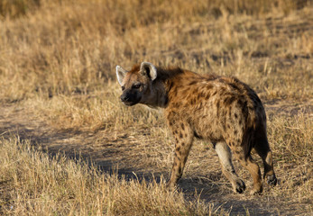 Hyena in the Savannah grassland at Masai Mara, Kenya