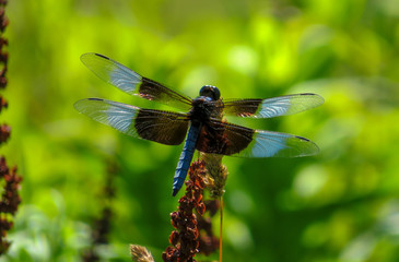 dragonfly on a leaf