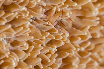 Bubble Coral Shrimp