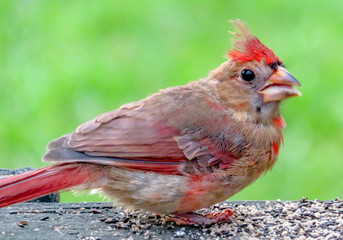 baby northern cardinal on a branch