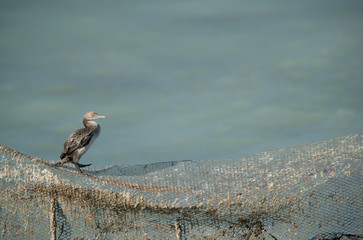 Socotra cormorant perched on fishing net at Busiateen coast, Bahrain 