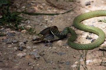 Green snakes hunt wren as food.