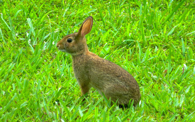 rabbit in the grass