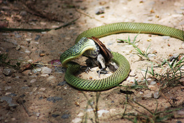 Green snakes hunt wren as food.