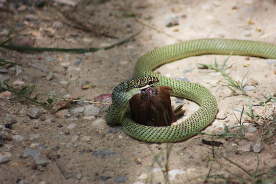 Green snakes hunt wren as food.