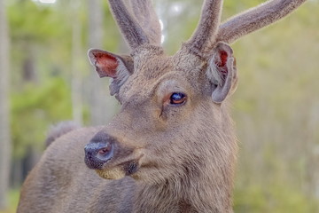 Close-up face of a deer with green nature blurred background, Phu Kradueng National Park, Loie, Thailand.