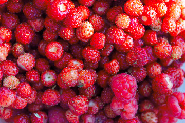 Ripe red berries of wild strawberry and raspberry close-up. Close up of wild strawberries.