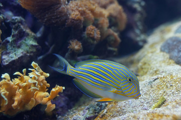 Fototapeta na wymiar Tropical fish - Acanthurus lineatus, Clown tang