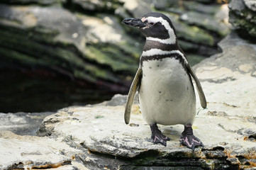 African penguin on stones