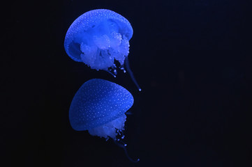 White-spotted jellyfish swimming