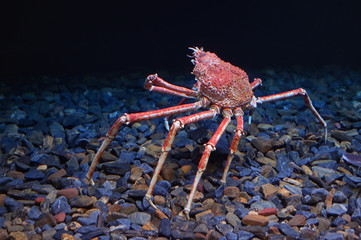 Tropical Rock lobster under water