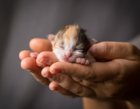 colorful kitten in woman hands